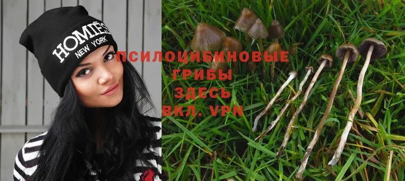 OMG сайт  где продают наркотики  Белоярский  Псилоцибиновые грибы Psilocybe 